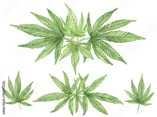 Watercolor Green branches of Cannabis plant with leaves