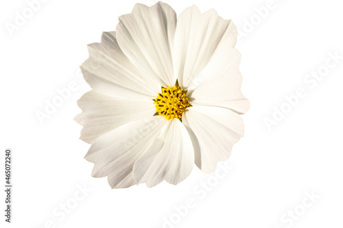Fototapeta Naklejka Na Ścianę i Meble -  Cosmos white flower isolated on white background.
