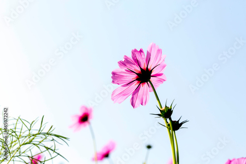 Purple  pink cosmos flowers in the garden with soft blur background in pastel retro vintage style. Cosmos flower  Cosmos Bipinnatus  with blurred background.