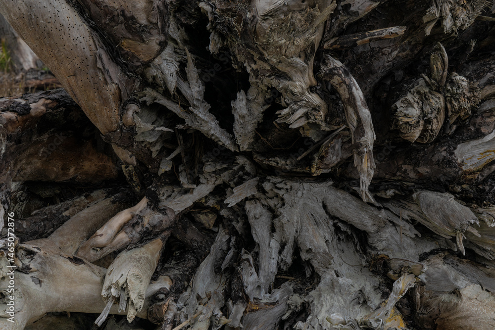 Close view of driftwood root ball, nature background, dark weathered wood textures, horizontal aspect