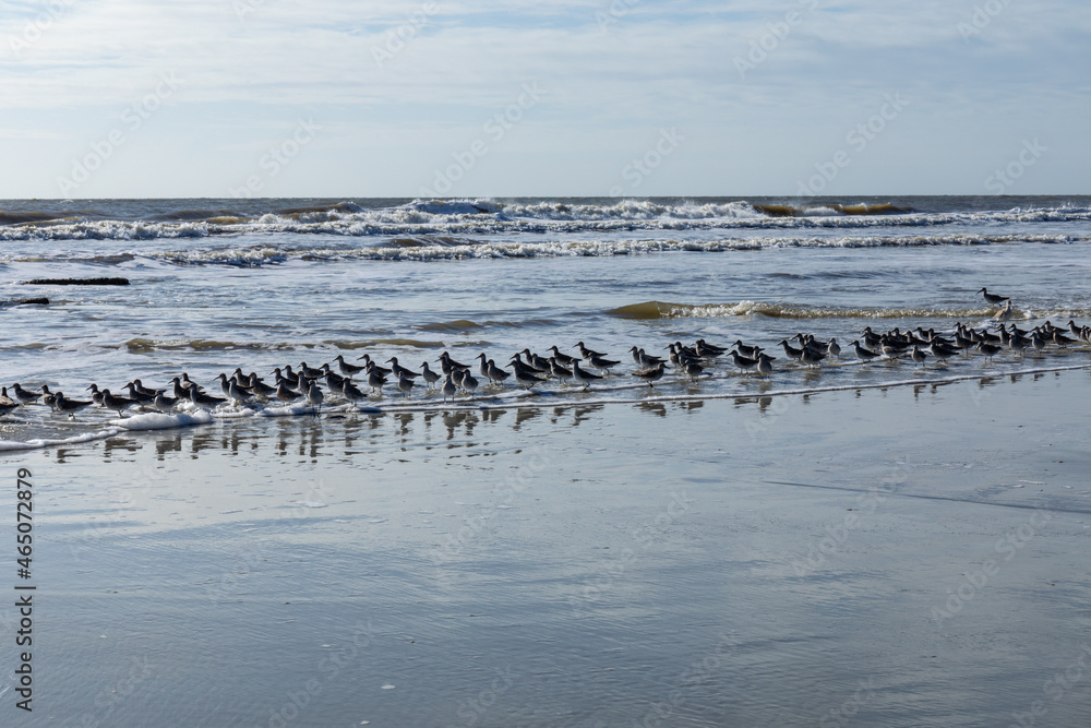 Flock of sea birds running along the edge of the ocean surf, clear sunny morning, horizontal aspect
