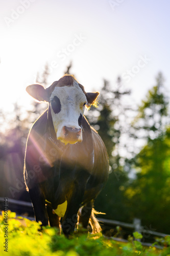 cow in a field in sunlight in front of trees