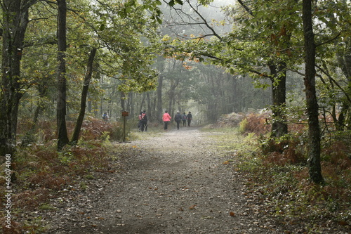 randonnée en groupe dans la forêt