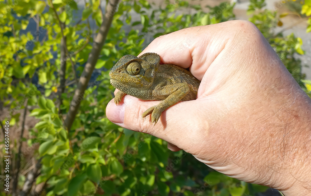 Human hand holding a chameleon Human hand holding a chameleon