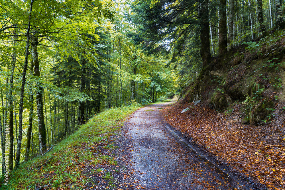 Fototapeta premium Amazing Autumn forest scenery. Irati forest in Navarra. Spain