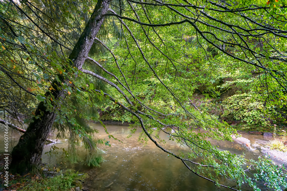 Amazing Autumn forest scenery. Irati forest in Navarra. Spain Amazing Autumn forest scenery. Irati forest in Navarra. Spain
