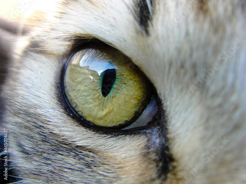 Fotografija Cat eye