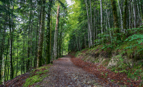 Amazing Autumn forest scenery. Irati forest in Navarra. Spain