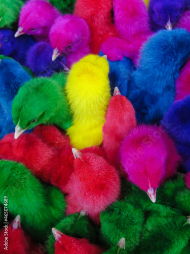 Colored chickens