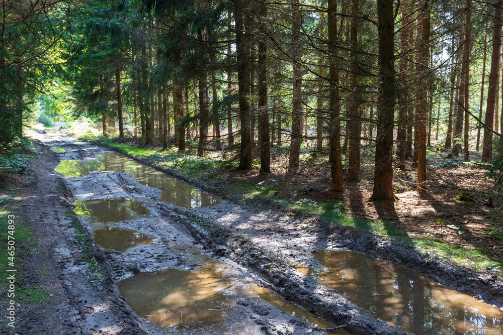 Forest dirt road between the trees. There is mud and puddles on the way. Forest dirt road between the trees. There is mud and puddles on the way.