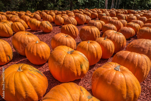 Giant pumpkins in a farm field