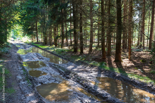 Forest dirt road between the trees. There is mud and puddles on the way.