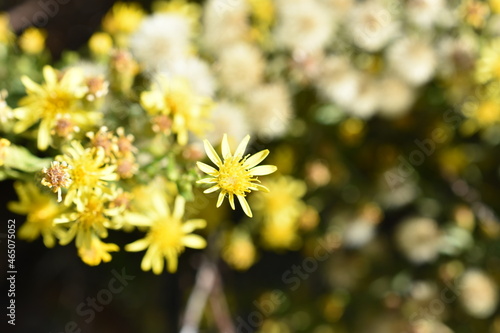 Flores silvestres amarillas (Solidago) © Oberce