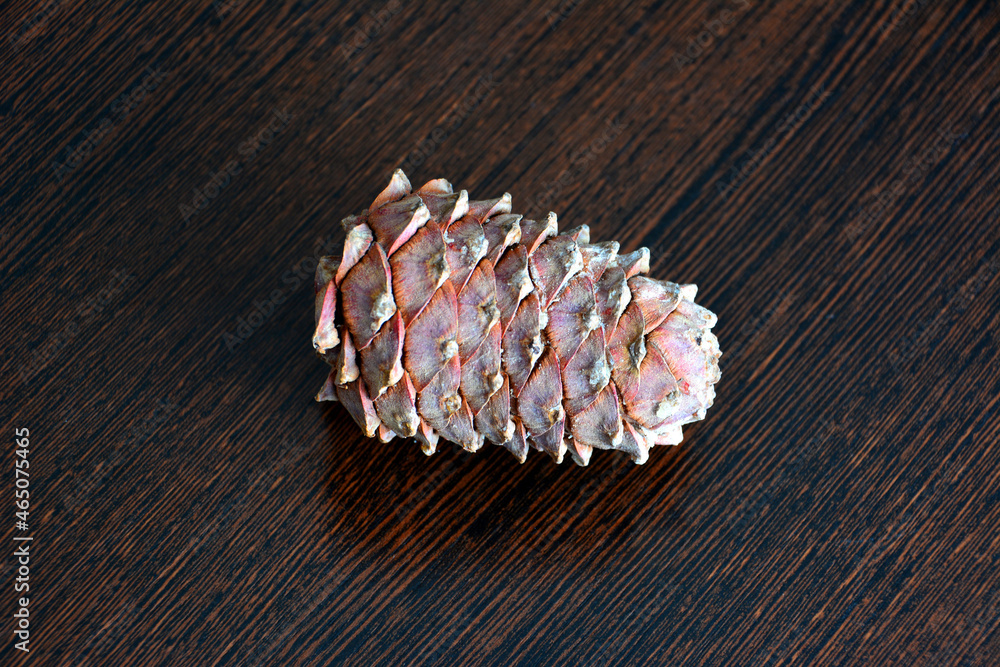 cedar cone isolated on dark wooden background cedar cone isolated on dark wooden background