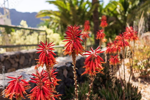 A group of flowers of Aloe arborescens.