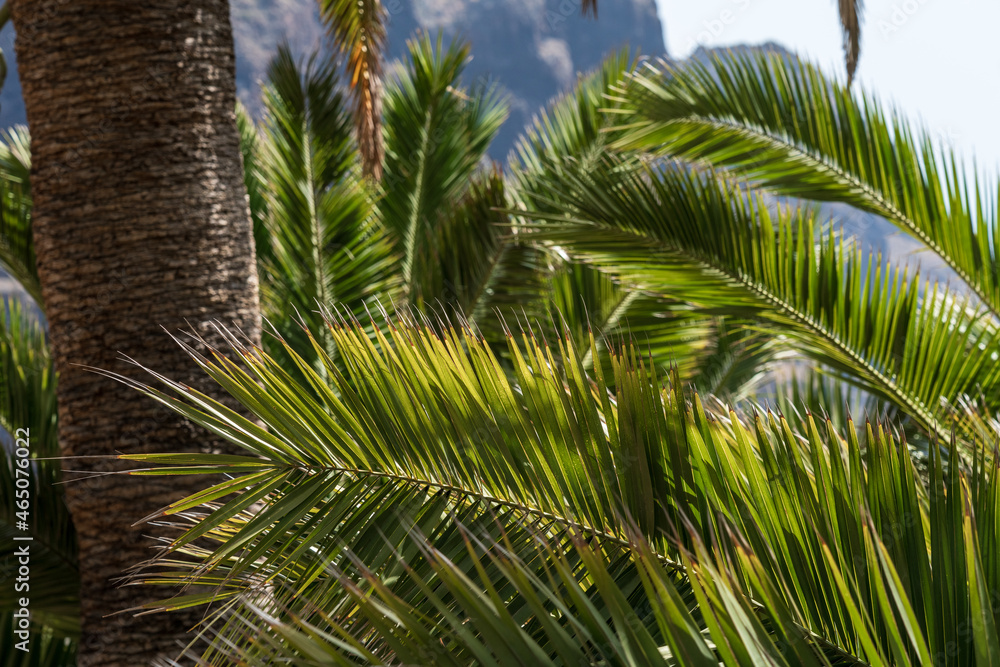 Fototapeta premium Branches and leaves of a palm tree and close-up.