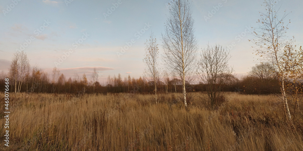 A summer walk through the forest, a beautiful panorama.