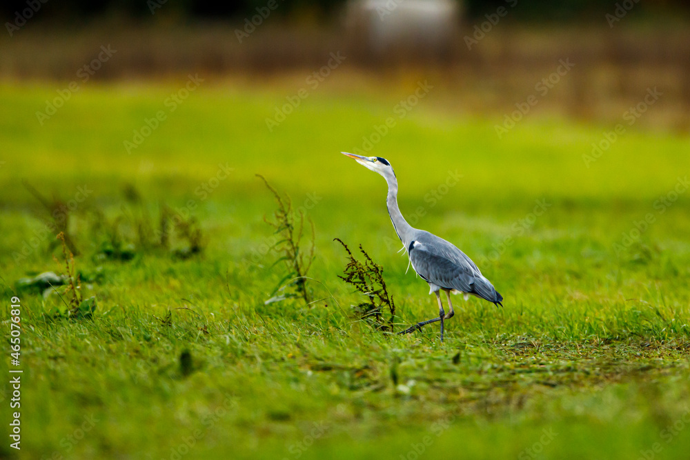 grey heron ardea cinerea on a meadow grey heron ardea cinerea on a meadow