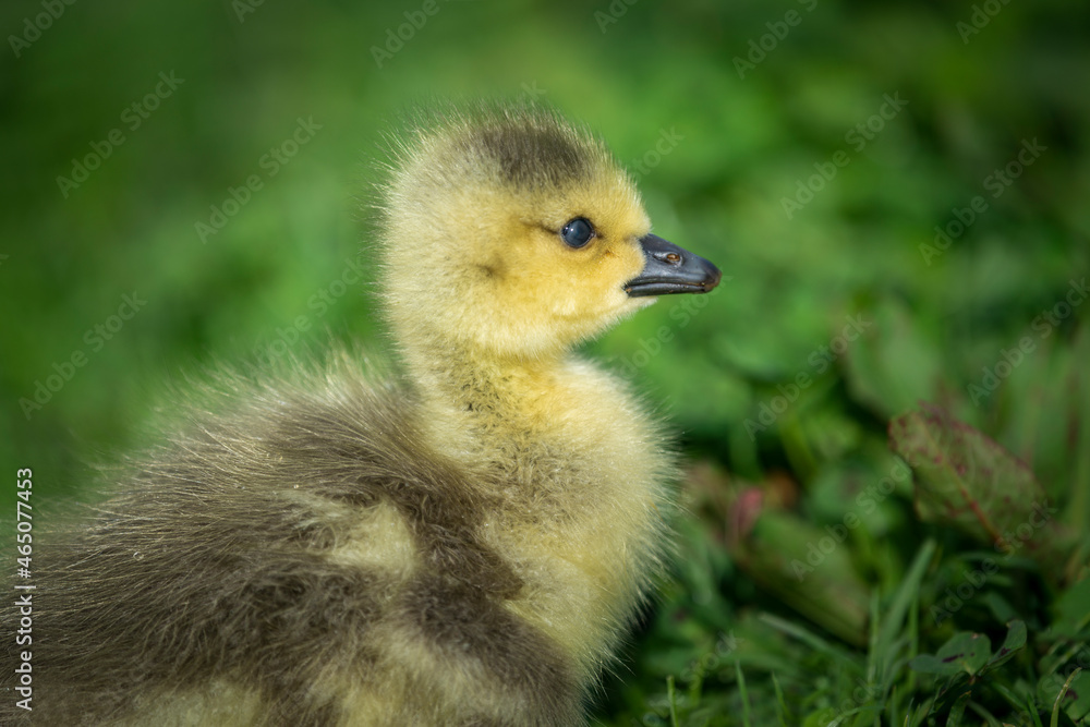 Close-up image of a cute fluffy gosling sitting on green grass field Close-up image of a cute fluffy gosling sitting on green grass field