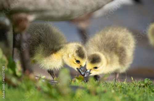 Goslings eating grass under mother goose © Janice