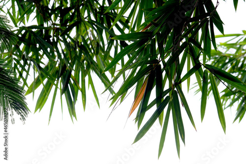 bamboo leaves