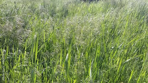 Green grass blowing in the wind, silver green grass sway in the wind.