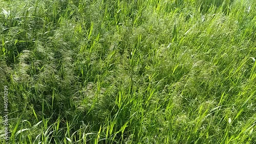 Green grass blowing in the wind, silver green grass sway in the wind.