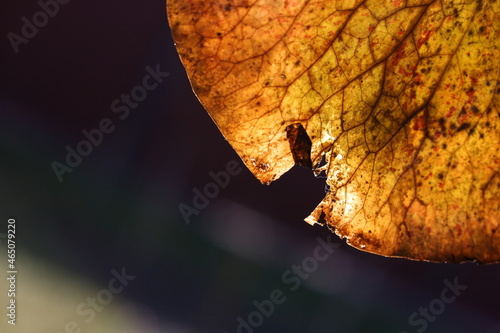 Canvastavla Close-up photo of orange nymphea leaf on dark background