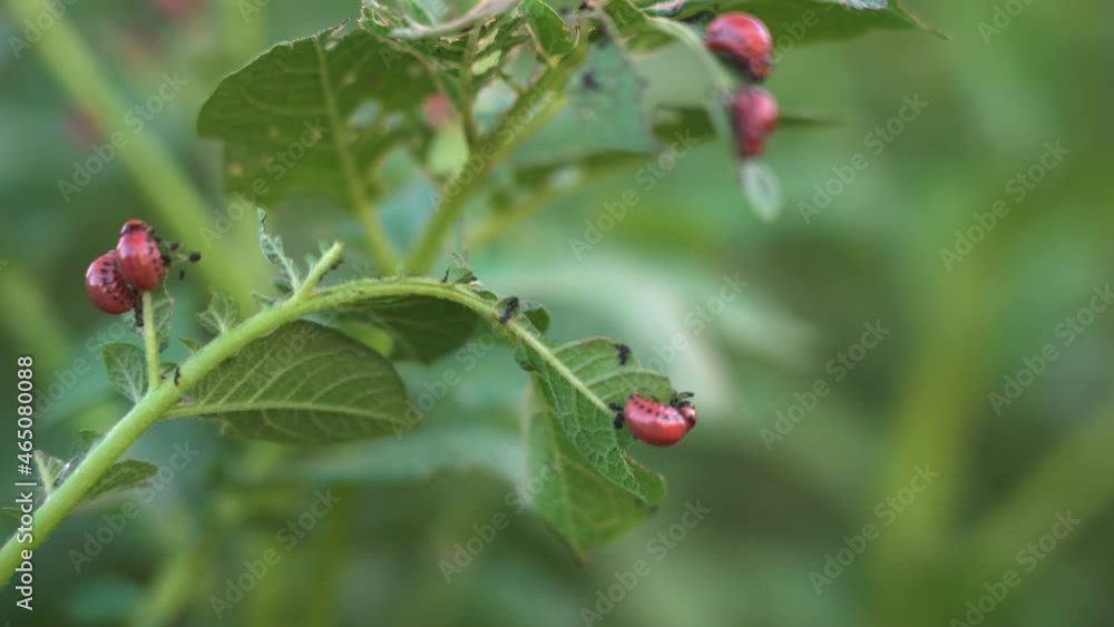 Red larvae of the Colorado potato beetle eat potato leaves