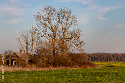 abandoned small country house near big trees and bush under blue sky, agricultural field or cattle pasture around