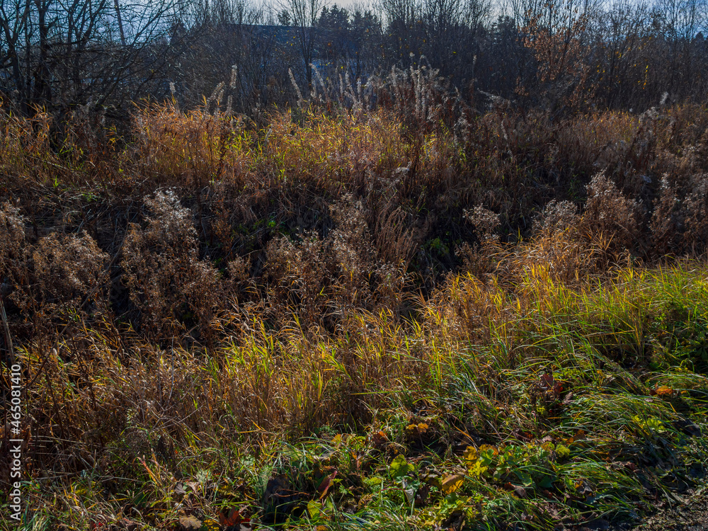 Green and yellow autumn grass, texture Green and yellow autumn grass, texture