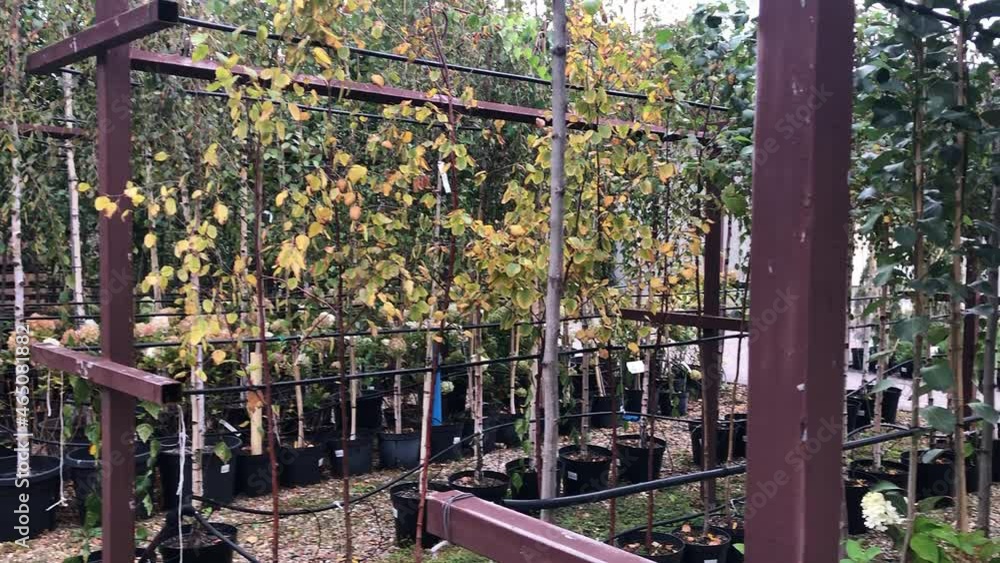 autumn sale of trees and shrubs in the plant nursery autumn sale of trees and shrubs in the plant nursery