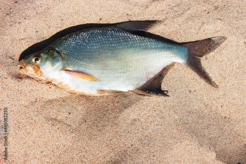 Top view of silver bream fish. Perch on a sandy beach. vacation . fishing. concept background.