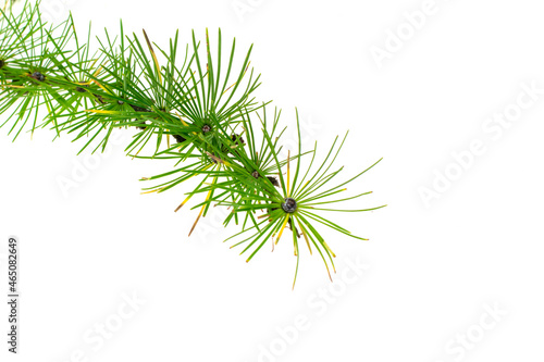 green larch twigs on a white isolated background