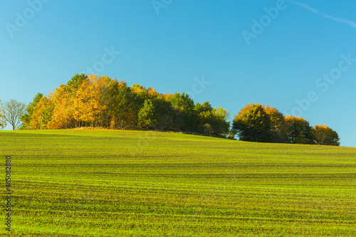 An isolated group of trees growing in a green field covered with green young grain.