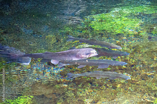 trout feeding time