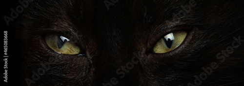 Foto Eyes of a black cat close up on a black background.