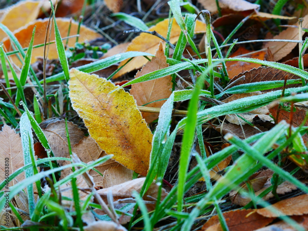 Autumn yellow leaf with hoarfrost in green grass. Autumn yellow leaf with hoarfrost in green grass.