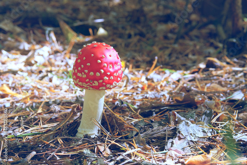 Vászonkép Amanita Muscaria