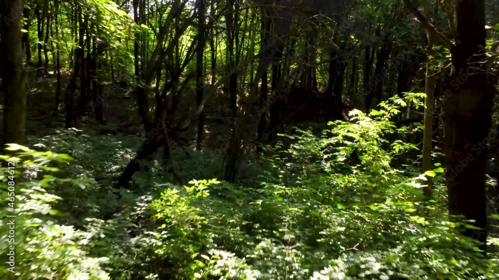 trees in the forest. quadcopter flies through the green forest. sunlight in the forest. walk in the woods. forest from the air.