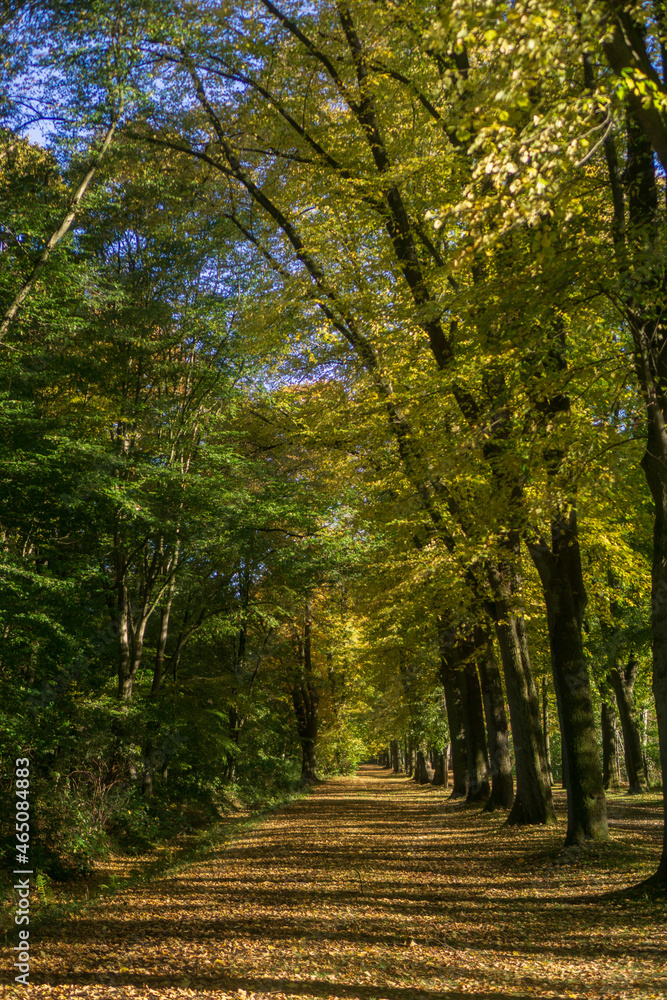 autumn in park autumn in park