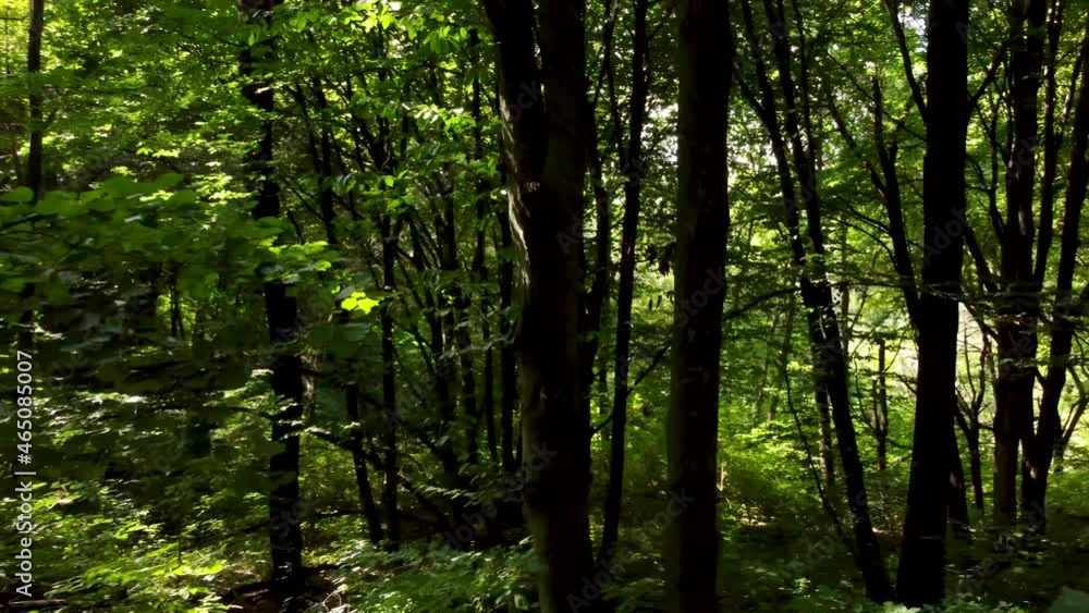 trees in the forest. quadcopter flies through the green forest. sunlight in the forest. walk in the woods. forest from the air. trees in the forest. quadcopter flies through the green forest. sunlight in the forest. walk in the woods. forest from the air.