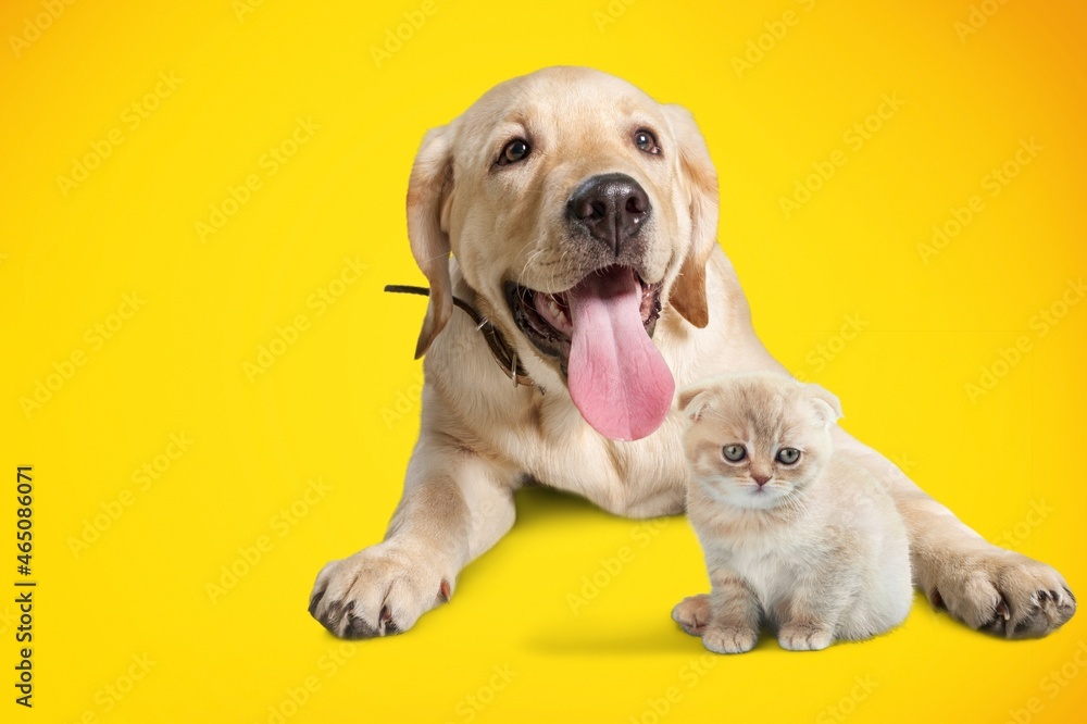 Lying down cat and dog together in front of color background Lying down cat and dog together in front of color background