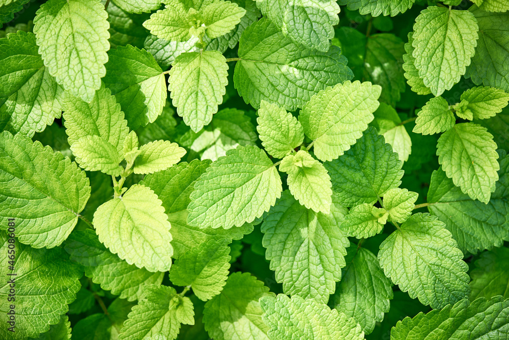 Oregano, bright green fuzzy new leaves (Origanum vulgare). Fresh oregano growing in the herb garden. Cuisine herbs. Summer natural organic healthy food. Oregano, bright green fuzzy new leaves (Origanum vulgare). Fresh oregano growing in the herb garden. Cuisine herbs. Summer natural organic healthy food.