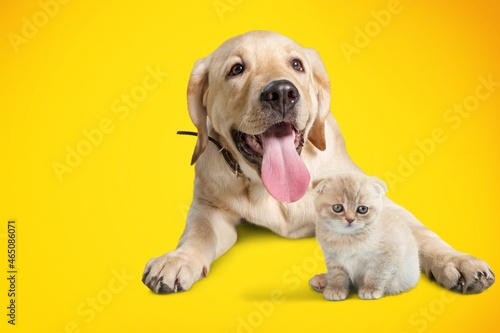 Lying down cat and dog together in front of color background
