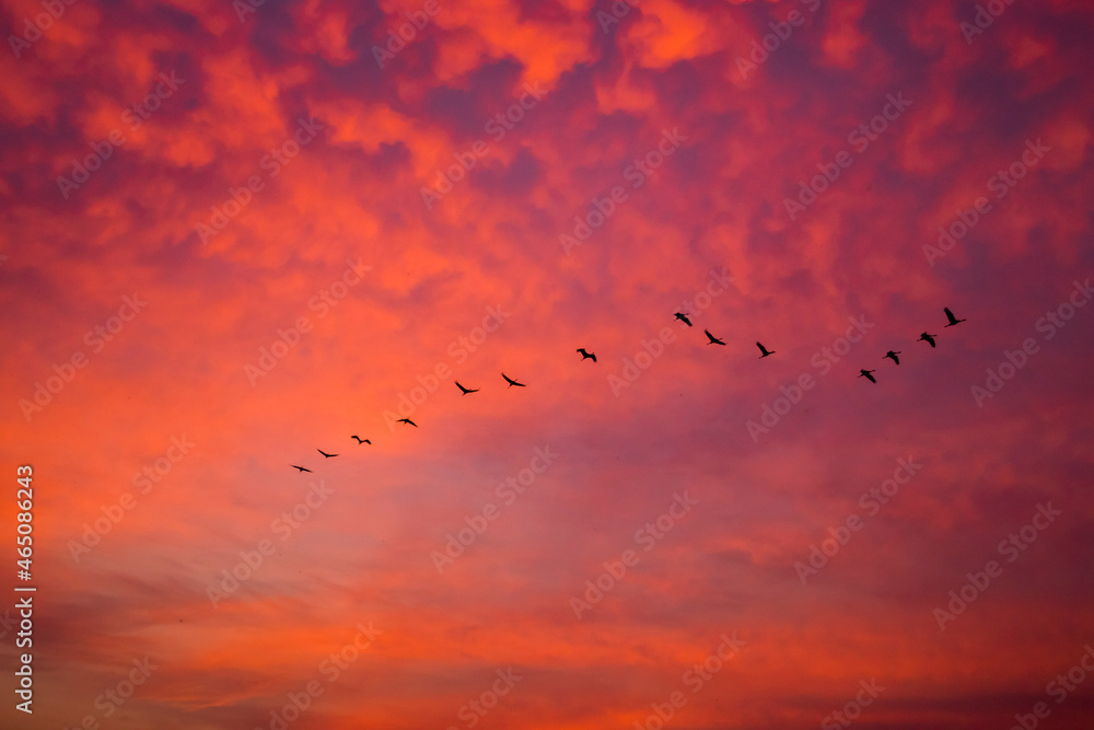 Fototapeta premium Birds flying in formation in the sky