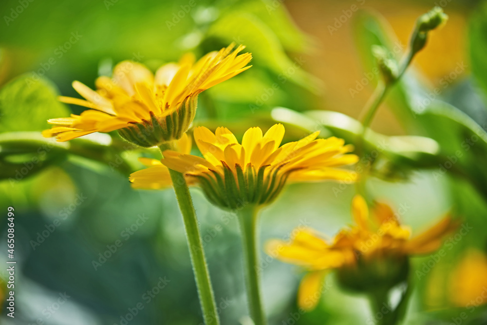 Pot Marigold (Calendula officinalis) on blur background. Orange flowering medicinal plant of the family Asteraceae. Pot Marigold (Calendula officinalis) on blur background. Orange flowering medicinal plant of the family Asteraceae.