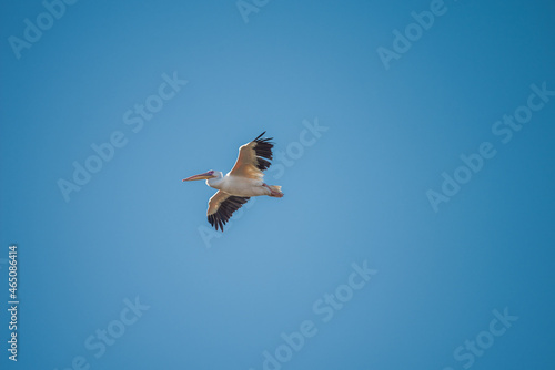 White Pelican flying in the blue sky on an early autumn morning near Dor Beach  Israel.