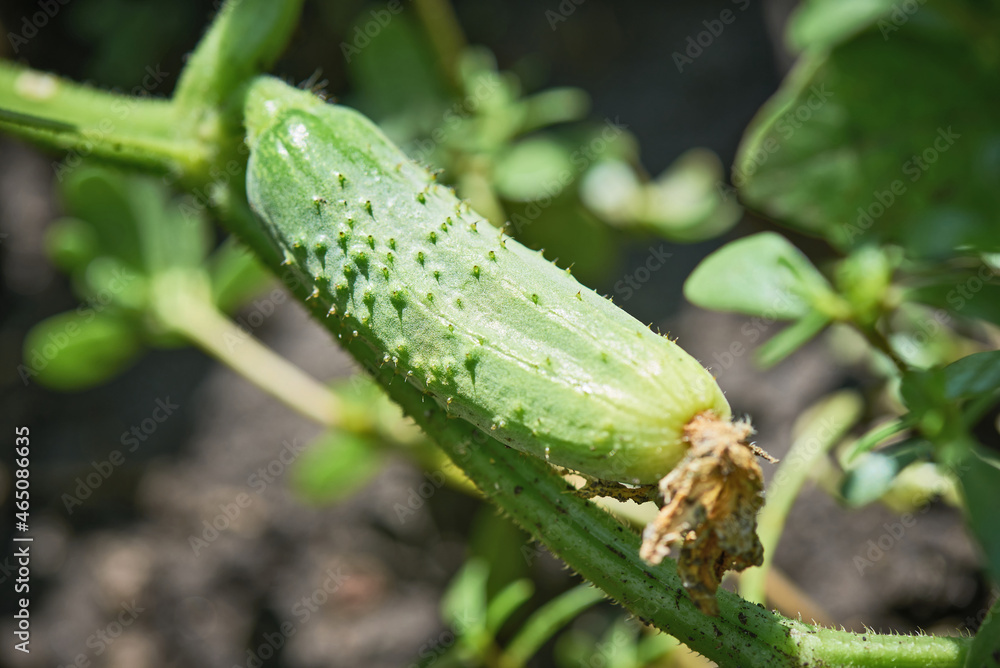 Young fresh cucumber grown in open ground. Fruit is ripening on the vine. Ovary and flower on the green leaf, close-up. Crop in the rural garden. Working with plants, growing organic vegetables. Young fresh cucumber grown in open ground. Fruit is ripening on the vine. Ovary and flower on the green leaf, close-up. Crop in the rural garden. Working with plants, growing organic vegetables.