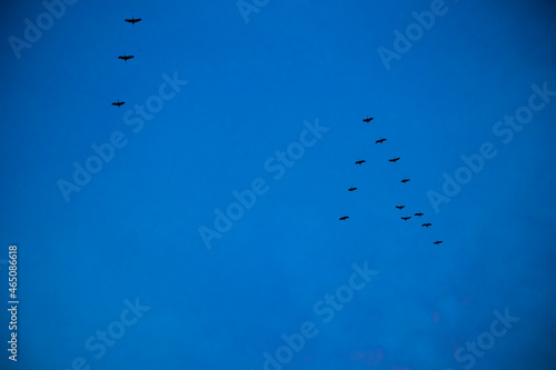 Birds flying in formation in the sky